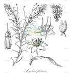 Angolaea fluitans