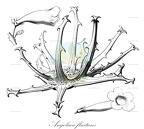 Angolaea fluitans