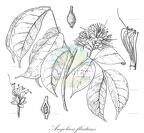 Angolaea fluitans