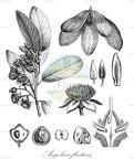 Angolaea fluitans