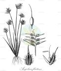 Angolaea fluitans