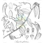 Angolaea fluitans