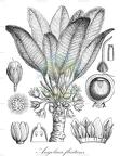 Angolaea fluitans