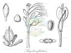 Angolaea fluitans