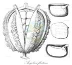 Angolaea fluitans