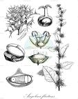 Angolaea fluitans
