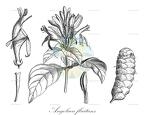 Angolaea fluitans