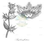 Angolaea fluitans