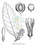 Angolaea fluitans