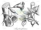 Angolaea fluitans