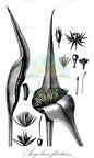 Angolaea fluitans