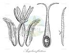 Angolaea fluitans
