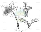 Angolaea fluitans