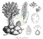 Angolaea fluitans