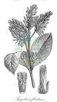 Angolaea fluitans