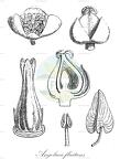 Angolaea fluitans