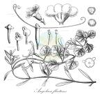 Angolaea fluitans