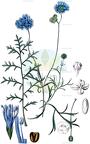 Gilia capitata