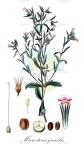 Microsteris gracilis