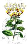 Cantua pyrifolia
