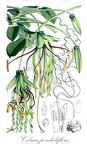 Cobaea penduliflora