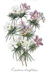 Eriastrum densifolium