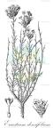 Eriastrum densifolium