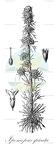 Ipomopsis spicata