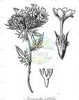 Navarretia setiloba