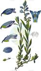 Polygala vulgaris