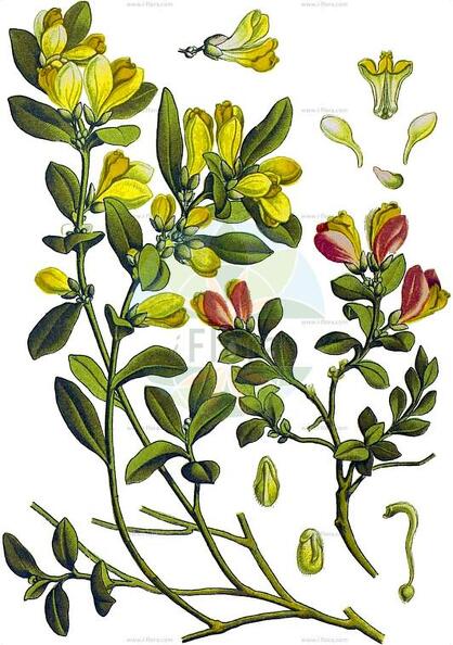 Polygaloides chamaebuxus