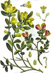 Polygaloides chamaebuxus