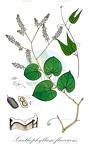 Xanthophyllum flavescens