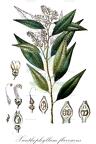 Xanthophyllum flavescens