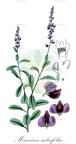 Monnina salicifolia
