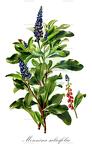 Monnina salicifolia