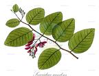 Securidaca scandens