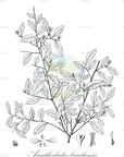 Acanthocladus brasiliensis