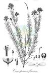 Comesperma flavum