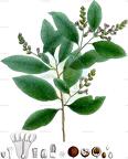 Diclidanthera laurifolia