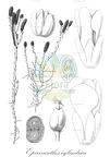Epirixanthes cylindrica