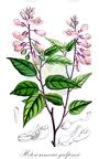 Heterosamara galpinii