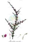 Muraltia ericoides