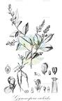 Gymnospora violoides