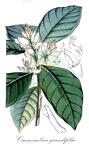 Caamembeca grandifolia