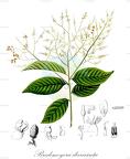 Bredemeyera divaricata