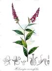 Hebecarpa rivinifolia