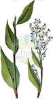 Persicaria alpina