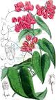 Antigonon leptopus