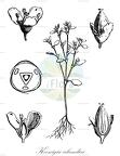 Koenigia islandica
